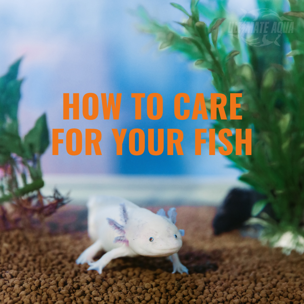 The Beginner's Guide - How To Care For Your Fish