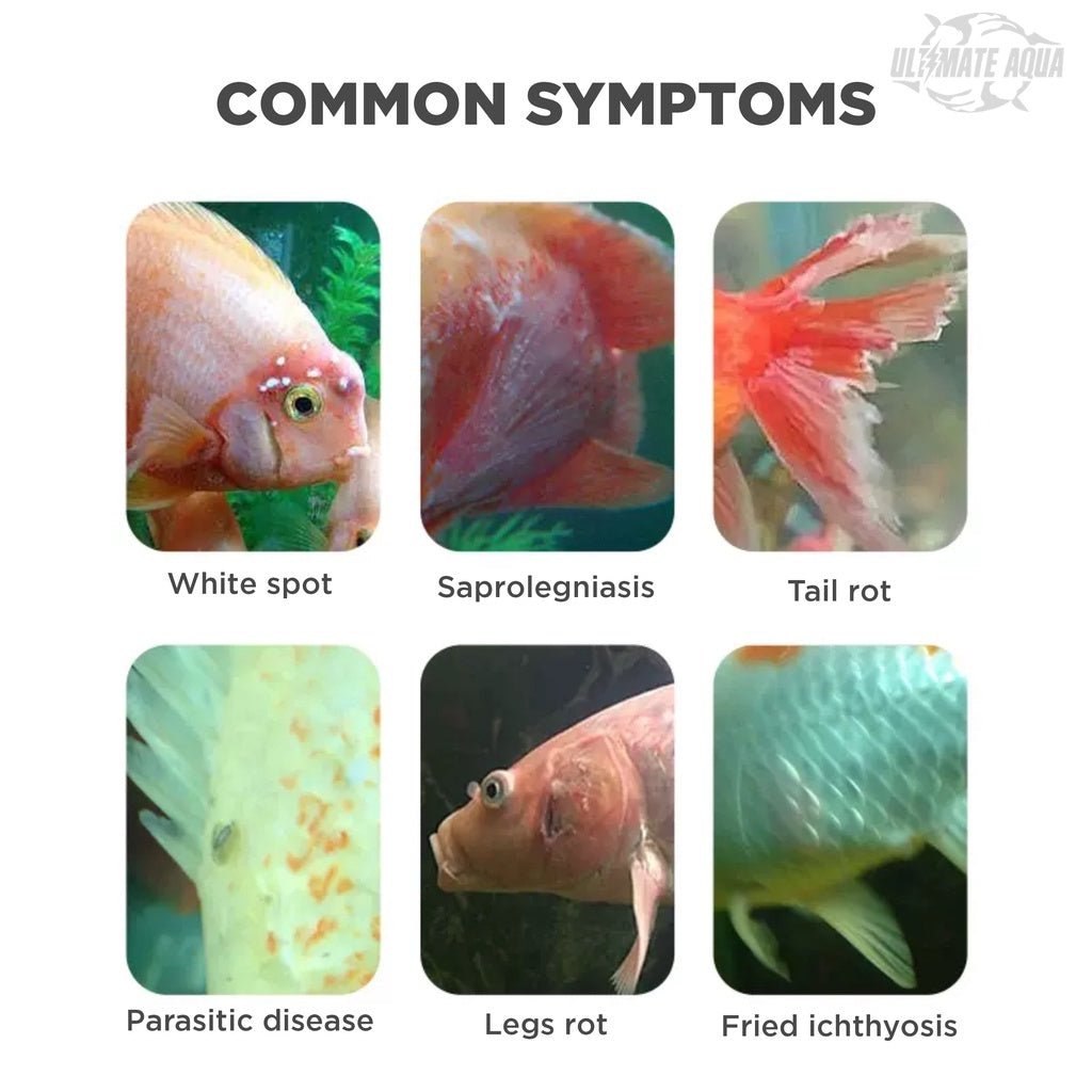YEE Aquarium Methylene Medicine Disease Treatment Ornamental Koi Fish White Spot, Water Mold, Blood Parrot _ symptoms